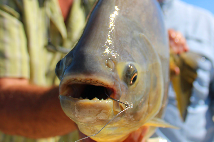 巴黎河里突现切蛋鱼男游客下河游泳险些变公公