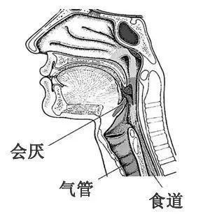 有一种喉咙痛可能会要命_会厌