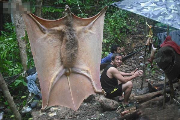 菲律宾居民本以为捕获了巨型吸血蝙蝠结果发现这竟是一只猴子