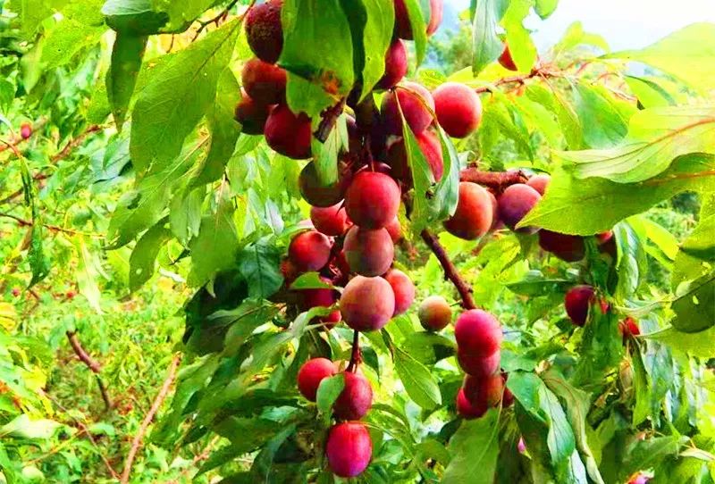 秧李,成熟于稻田秧苗蓊郁之时,是麻镰村特有的李子品种,色泽暗红,果肉