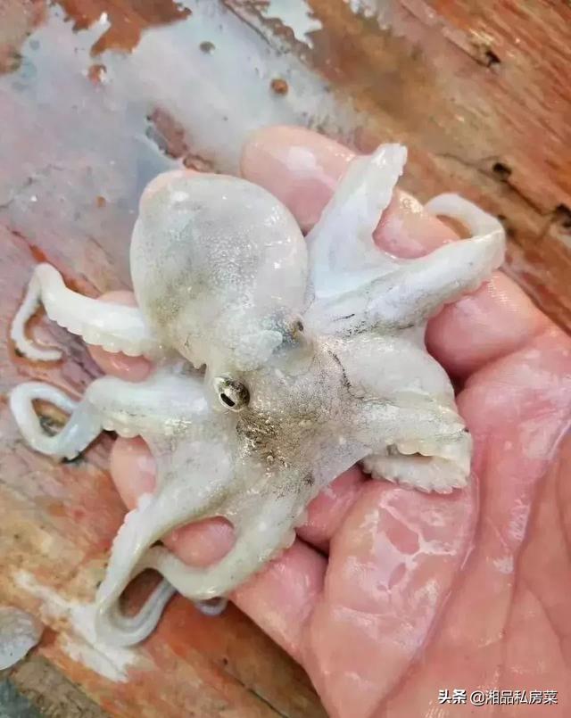 章鱼扁蟹赤棕鱼黄翅鱼黄金带剑虾鲈鱼梭子鱼/沙尖鱼石翁鱼小白鲳小
