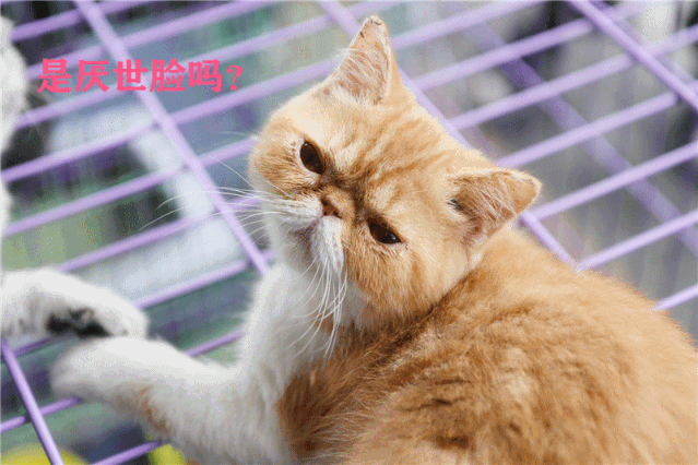 成精啦治愈系萌物来袭谁能hold住