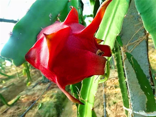 人称"霸王花"因巨大无比这是火龙果的花朵好像大只的仙人掌就一下子