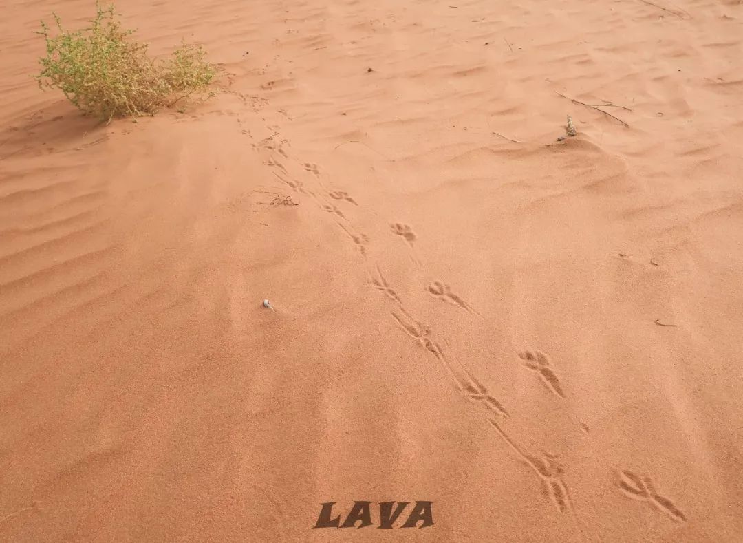 澳洲whv丨米尔杜拉是个动物园(农场慢手体验)_工作地