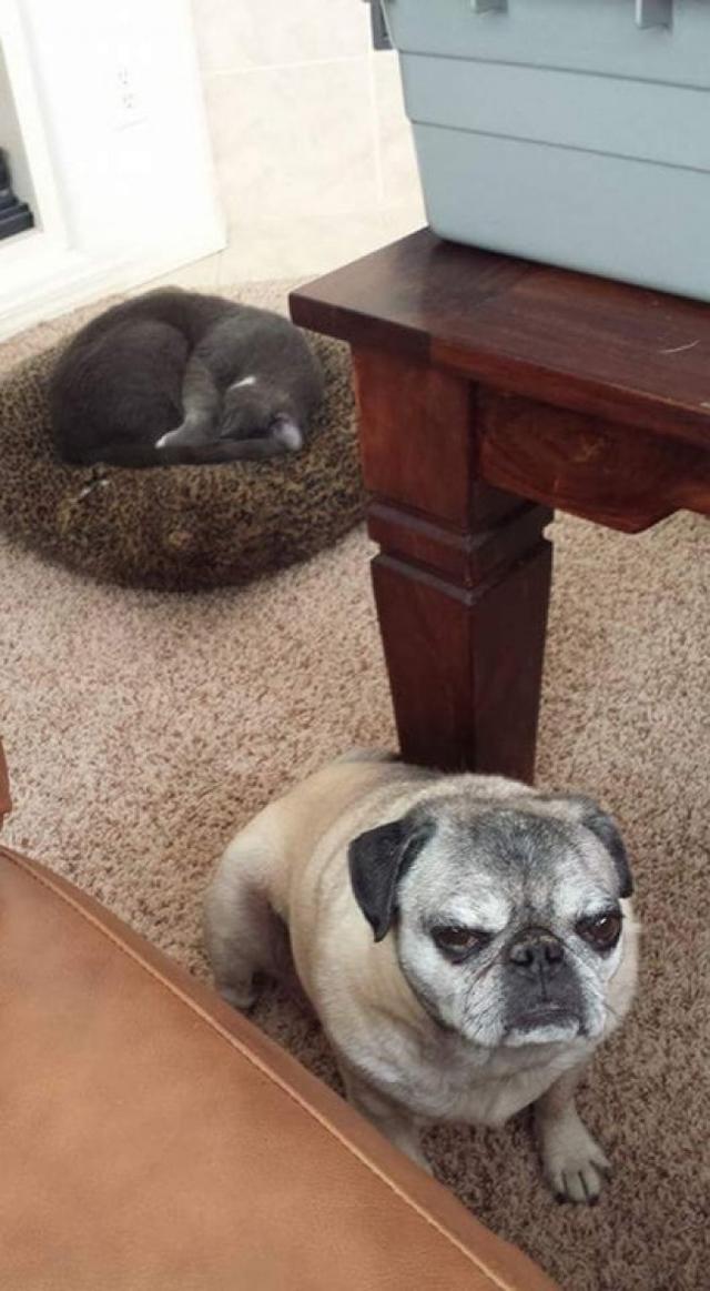 20张猫咪搞笑图片,猫究竟是个怎样的存在?