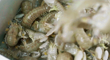 别在纠结如何吃皮皮虾了找到它的拉链一扯就脱壳