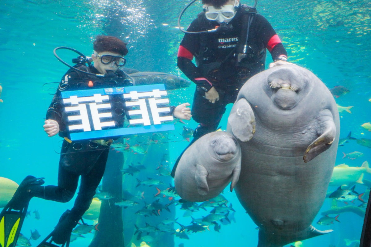 據悉,世界現存三種海牛:亞馬遜海牛,西印度海牛,西非海牛,均被列入