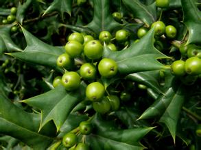 跌打损伤怎么办八角刺来帮你