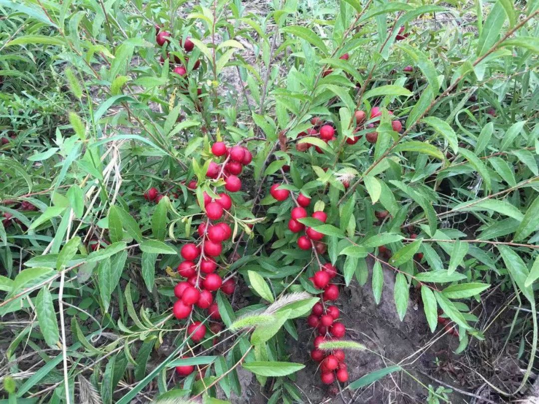 丰库牧场荷叶花分厂欧李喜获丰收