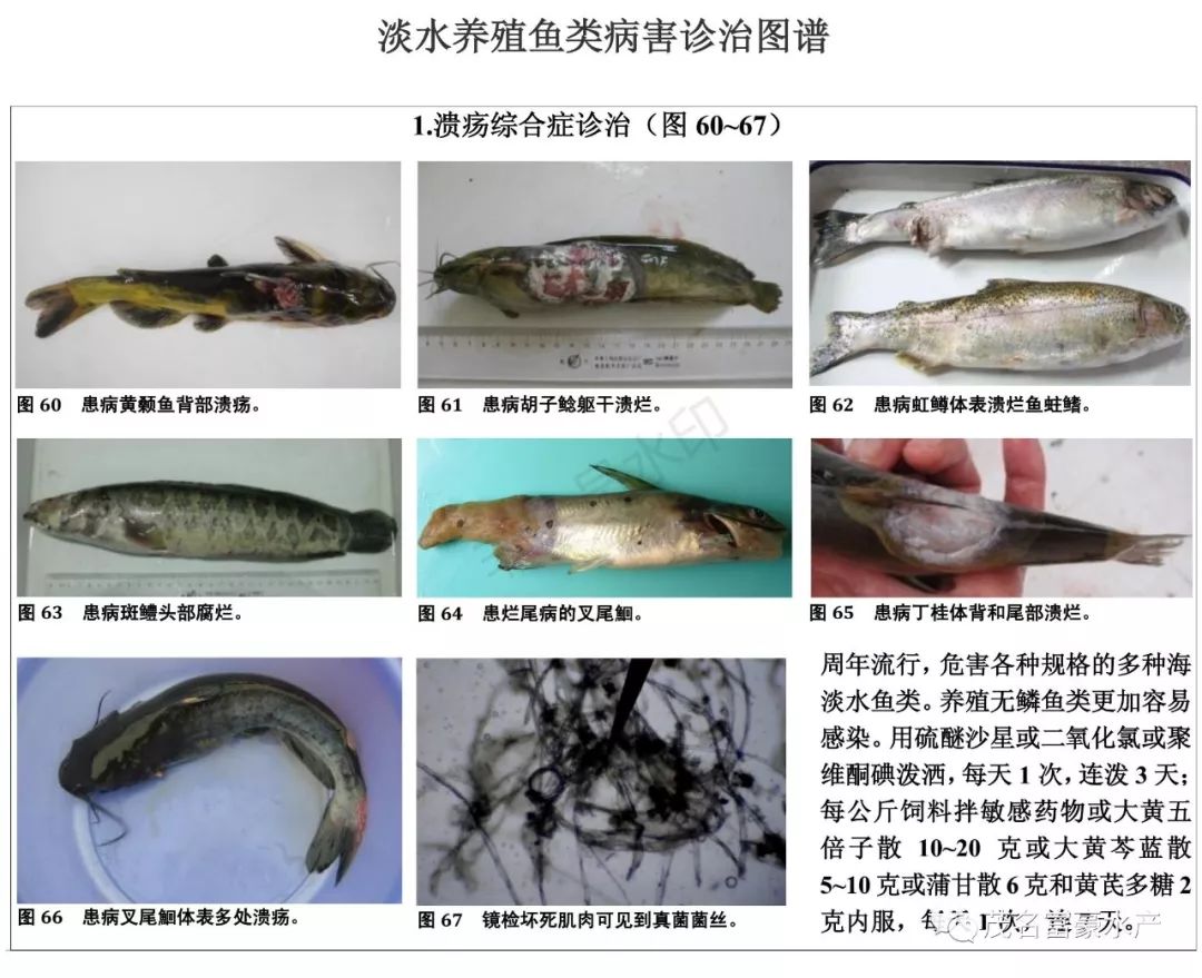 养殖必备宝典超全鱼类病害诊治图谱10类19种优劣水色图谱火速收藏