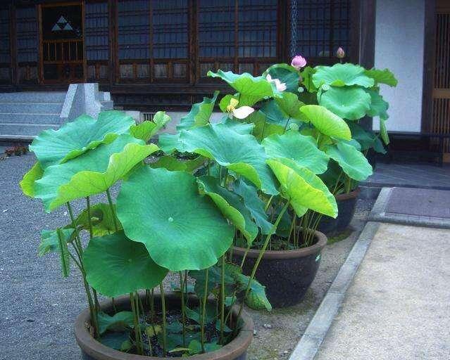 原创找个旧的大水缸里面埋节藕呼呼长出好多藕产量惊人