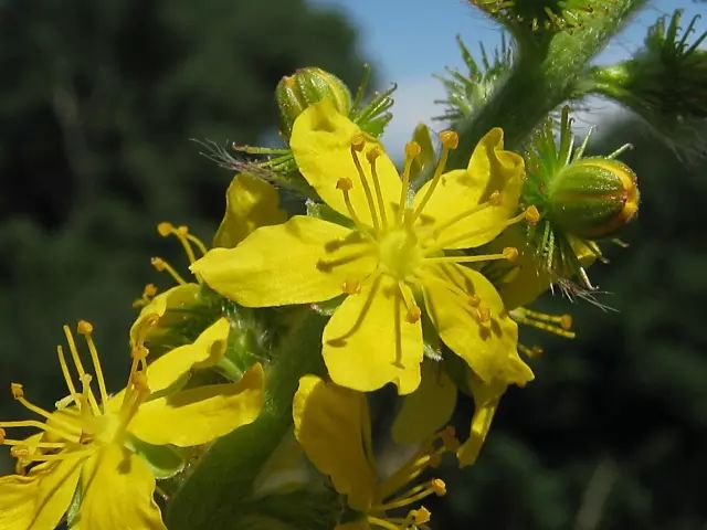 8月21日狮子星座花「孔雀草&龙芽草」