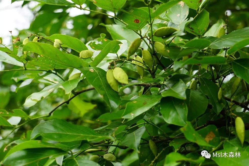在山口红树林的一侧,分布着呈带状的半红树植物,全长750m左右,生长着