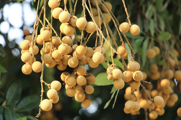 2019泸州张坝桂圆节将在98号正式开幕