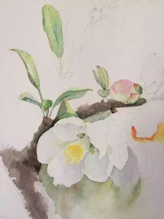 水彩花卉梨花唯美教程