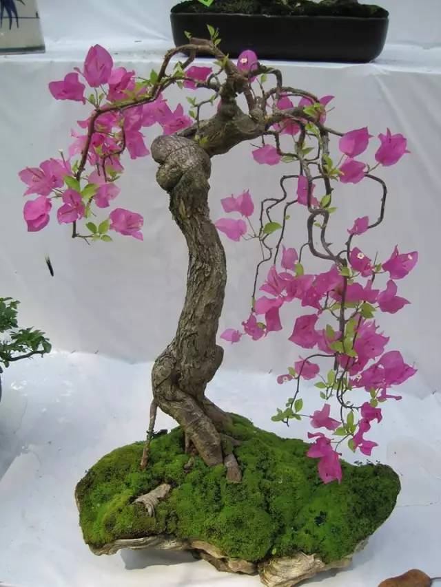 世界上最美的盆栽美呆了