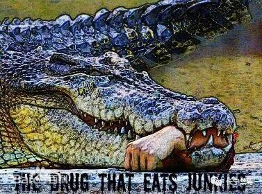 俄罗斯鳄鱼毒品惨状图片