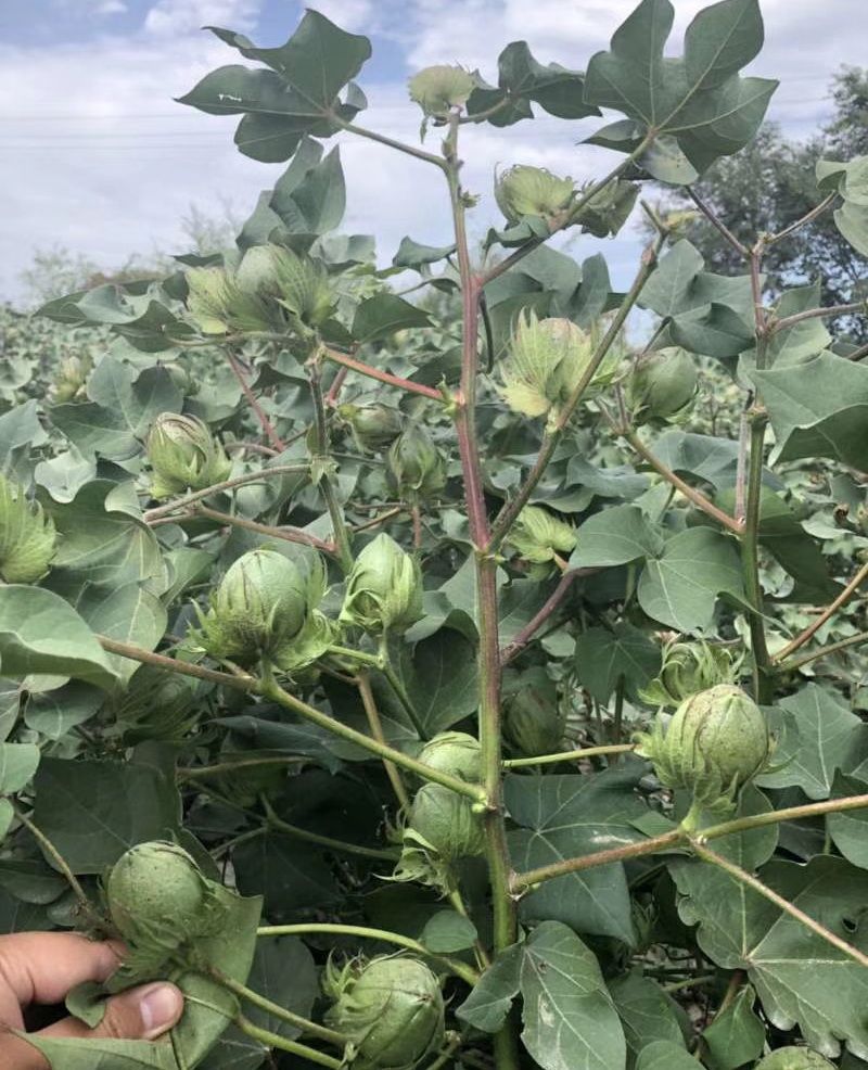 棉花最后一道水怎么滴,肥料怎么施?