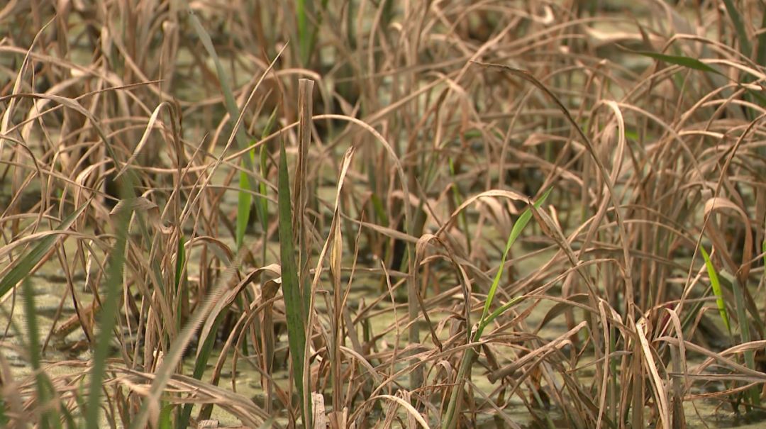 江口700亩连作晚稻受淹大水退去后水稻田变枯草地