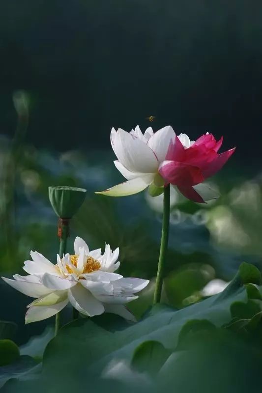 佛说人生前生相欠今生相遇