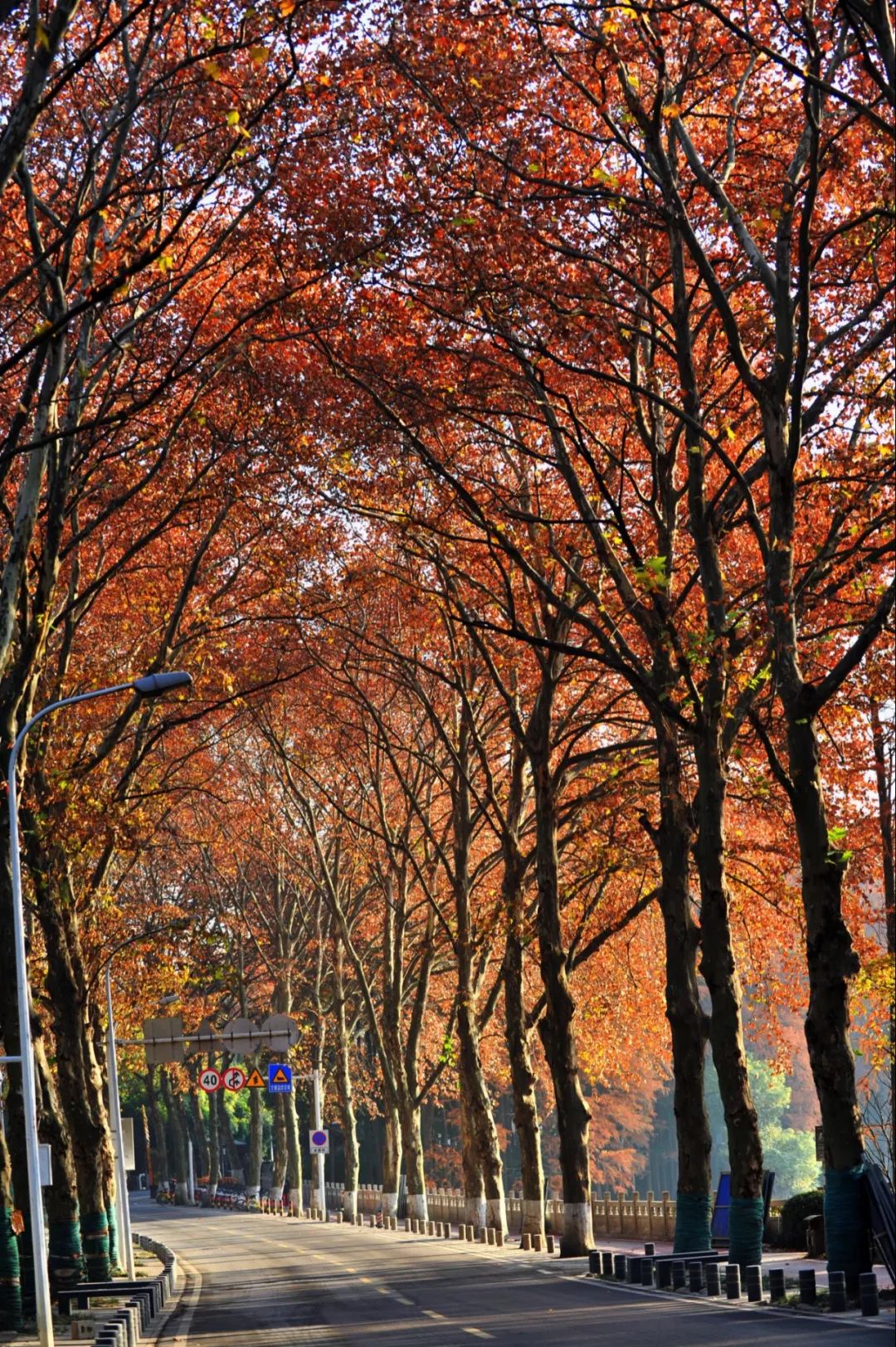 评选| 十大"武汉最美林荫道"评选,等您来推荐