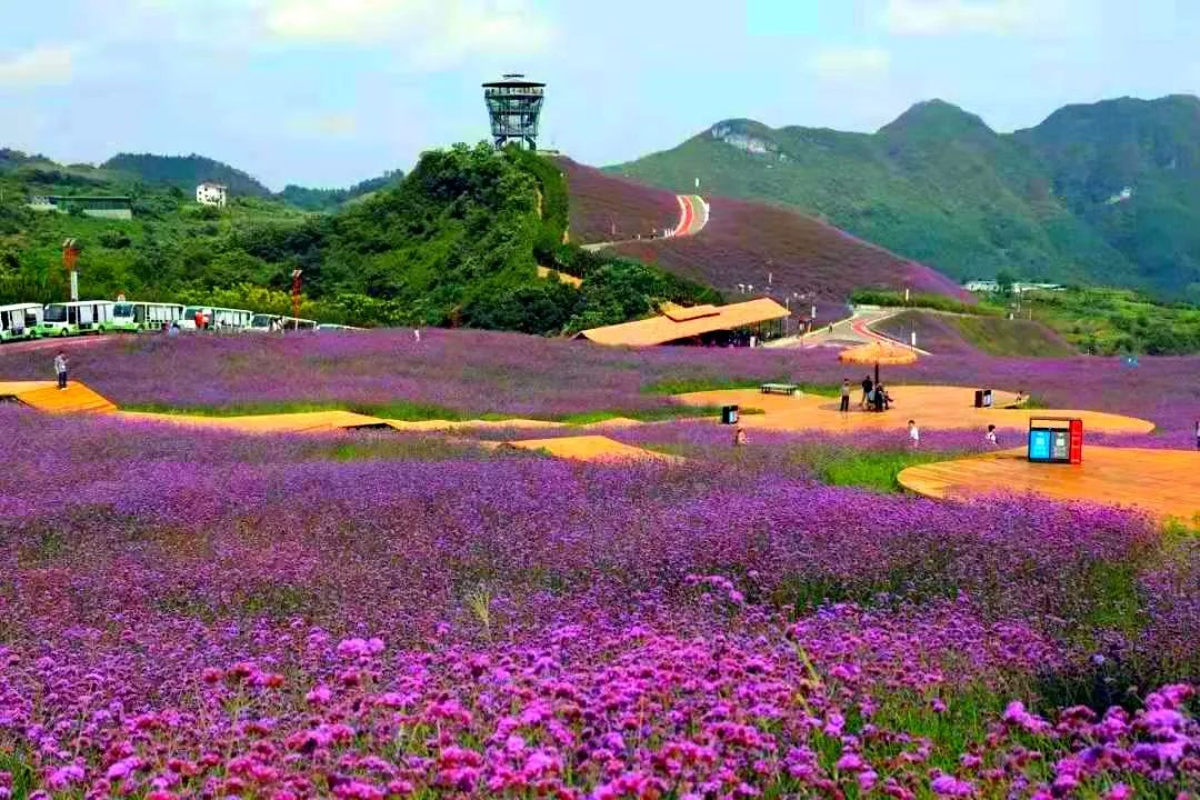 这两天要刷爆朋友圈遵义这片花海太乖了现在去这里耍正合适