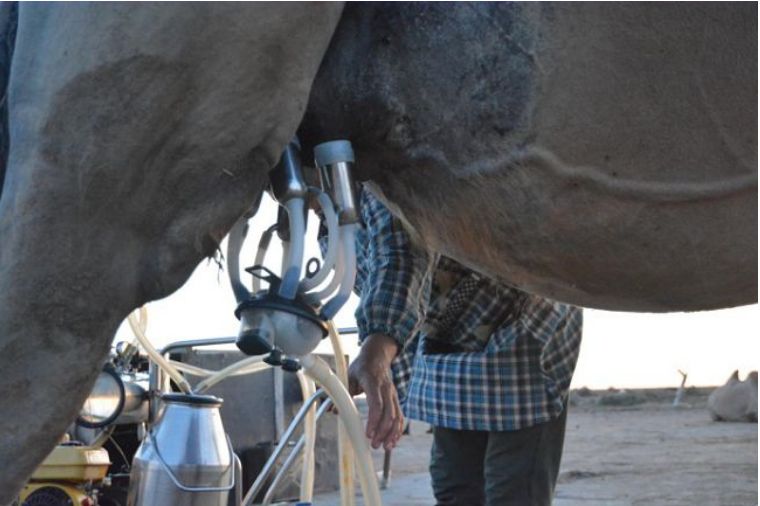 挤骆驼奶不仅需要技术还需要战术