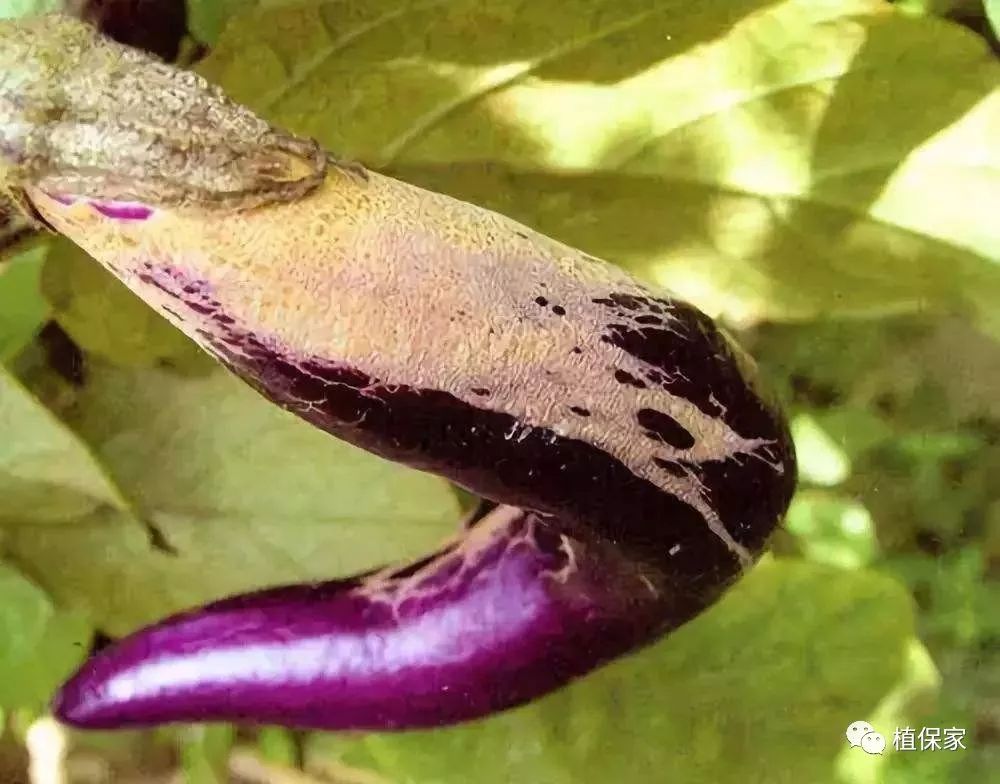 斜纹夜蛾,甜菜夜蛾,小菜蛾等青虫轮番上阵,不把蔬菜吃光誓不罢休,这样