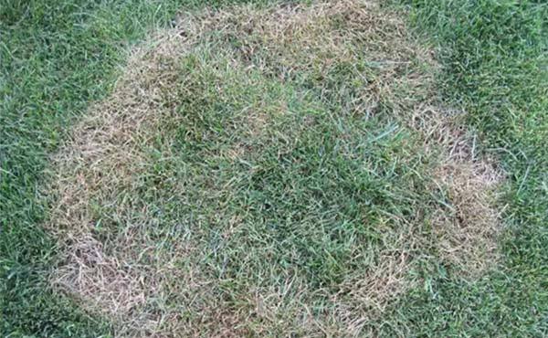 虫害发生规律和防治方案-草坪病虫害综合防治和日常养护管理_黑粉病