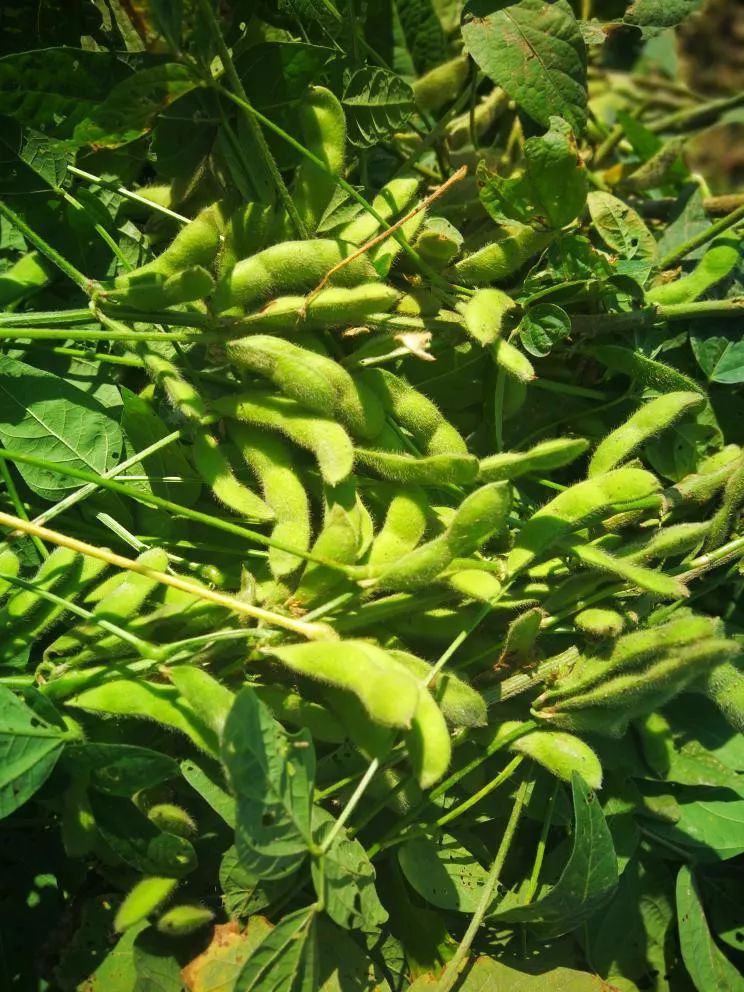 回老家了,不打算外出,记录我的乡村生活_毛豆