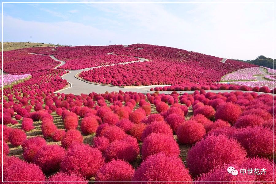 中世花卉好物精选丨真正的网红观赏草红叶地肤来了