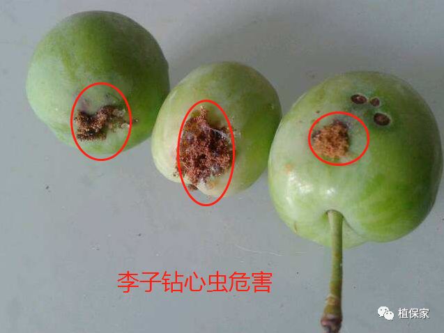 柑橘同样病虫害很对,红蜘蛛,蓟马,潜叶蛾,锈壁虱等虫害,溃疡病,疮痂病