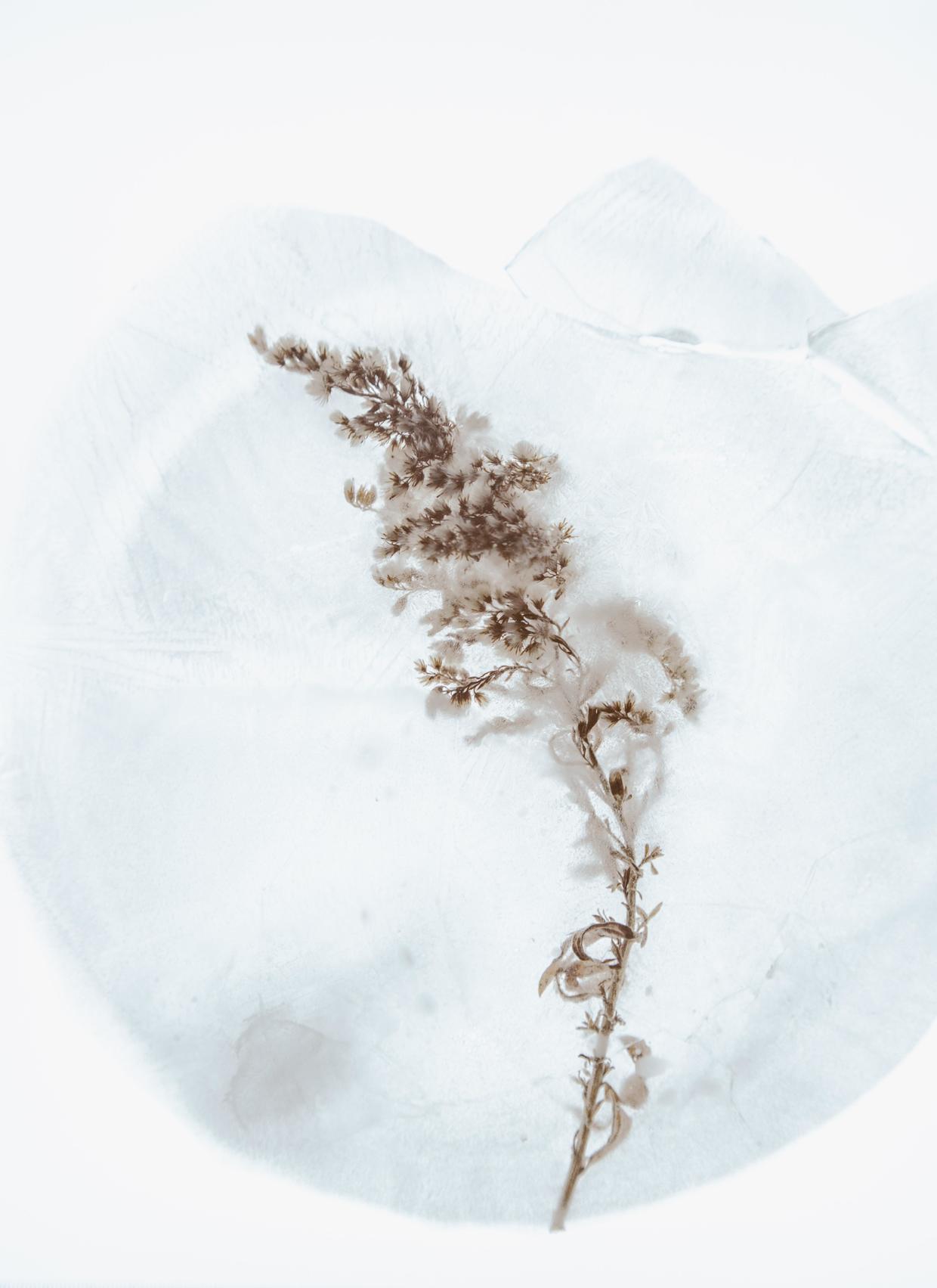 「ppt素材」 70幅淡雅清新的气质花草类图片