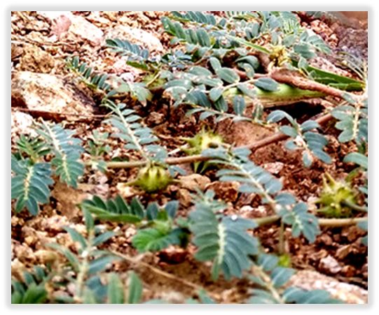 中药知识必学:白蒺藜_作用