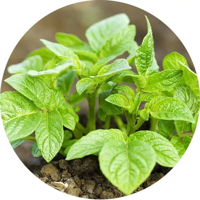 新薯货源充裕压价情况加剧