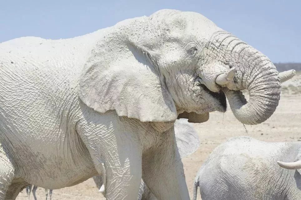 译日分享whiteelephant难道不是白象吗