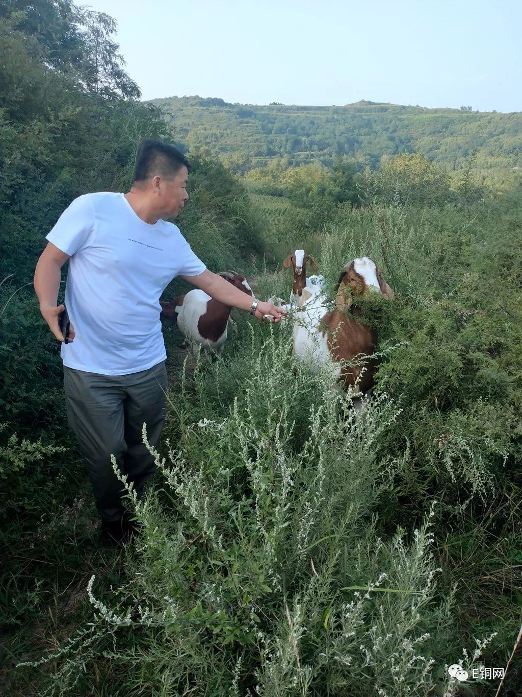 龙柏芽的功效与作用(龙柏芽的功效与作用及禁忌症)