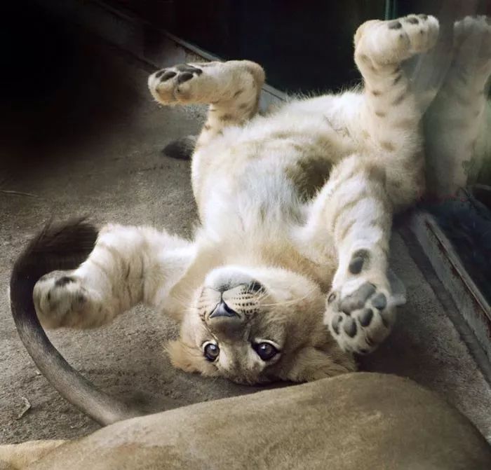 "from walking on wobbly new legs to licking milk droplets off of