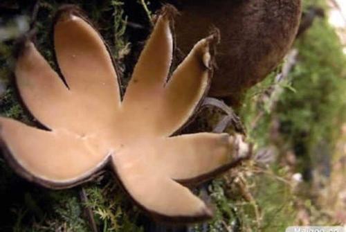 世界上最稀有的真菌恶魔雪茄