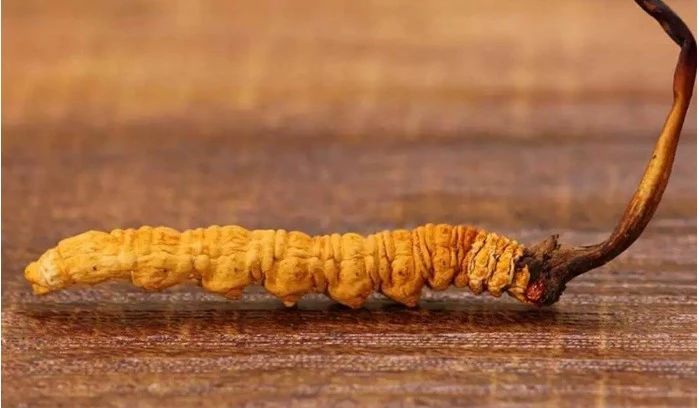 虽然兼有虫和草的外形,却非虫非草,属于菌藻类生物.