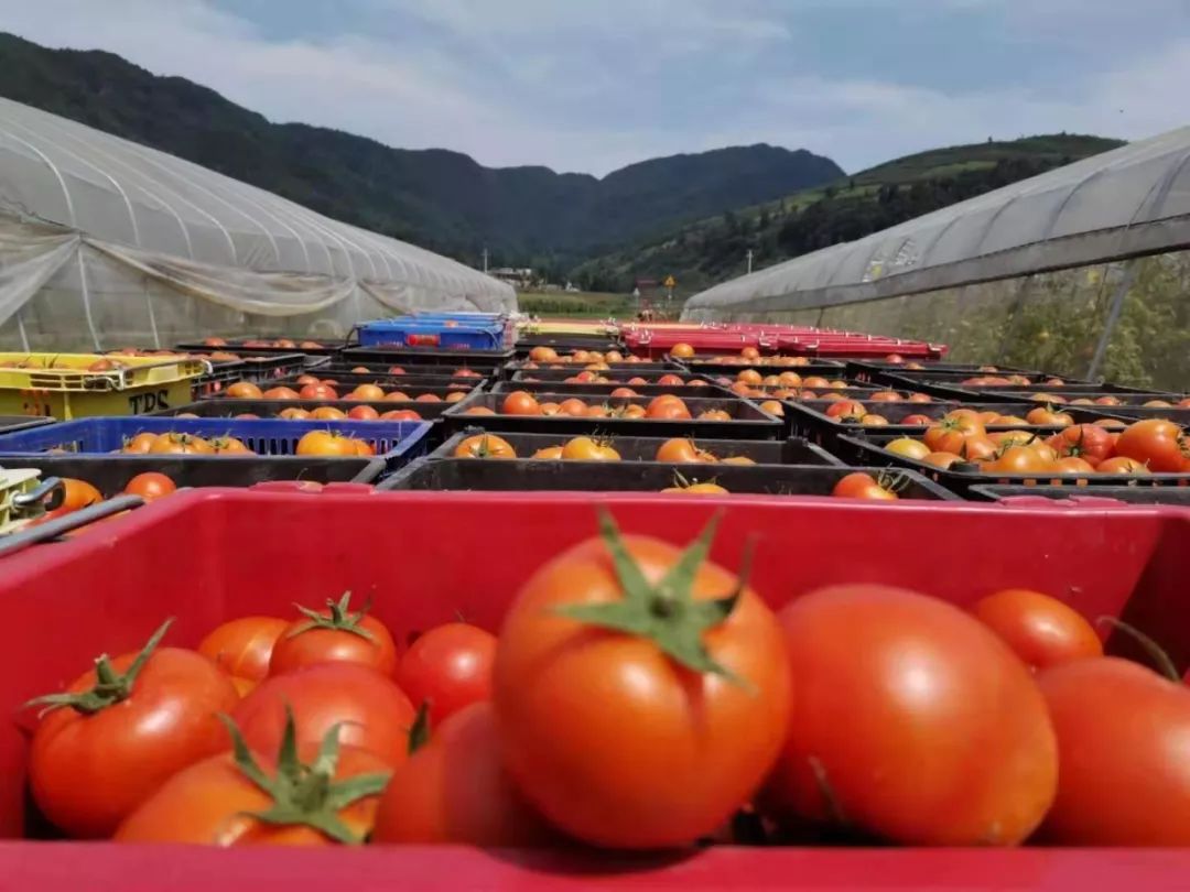 达溪镇:新寨村蔬菜基地西红柿熟了_发展