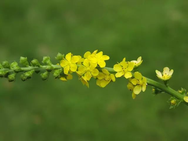 8月21日狮子星座花「孔雀草&龙芽草」