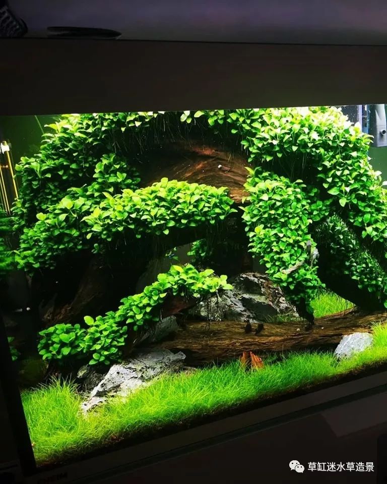 如果全用小水榕造一个景会怎样?