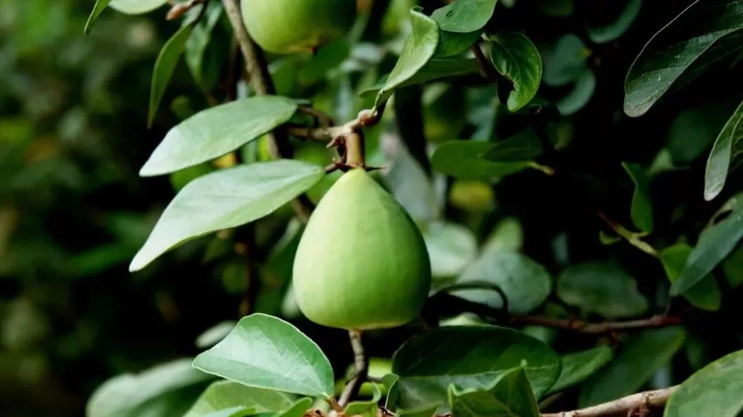 诸暨这种野果大量上市,你肯定也想吃_木莲