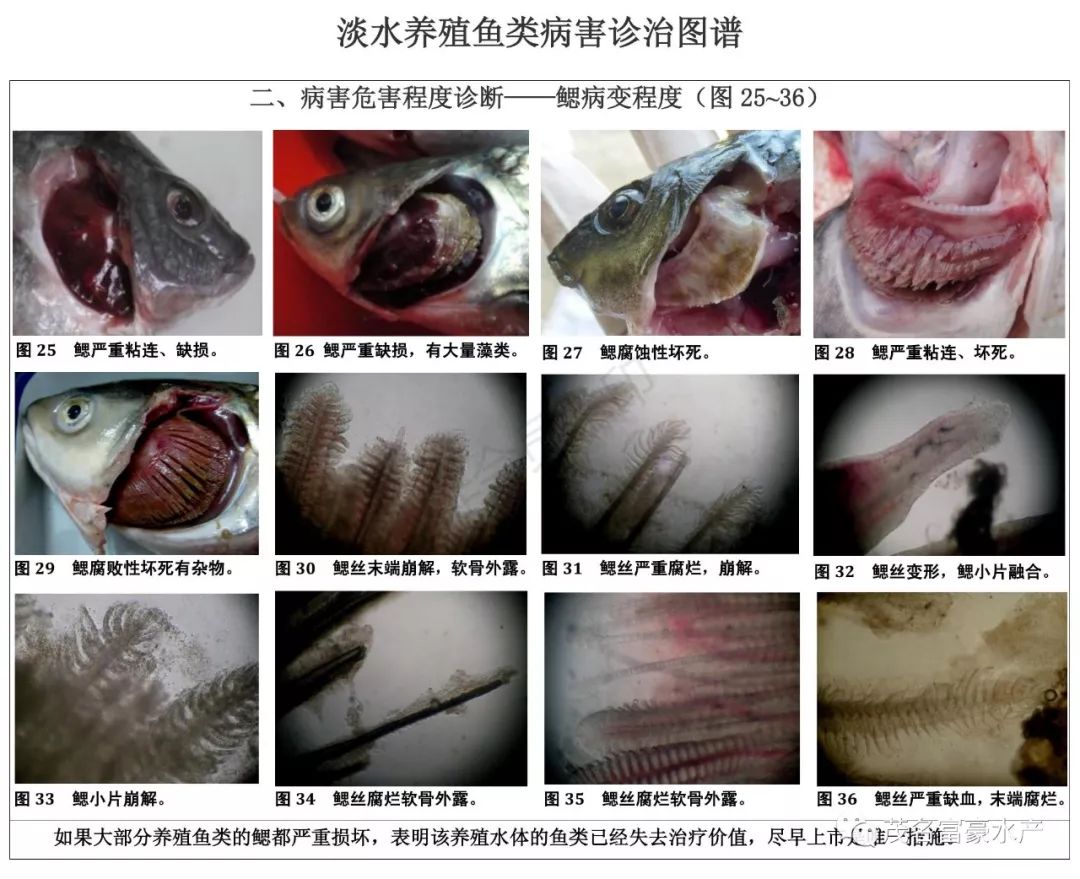 养殖必备宝典超全鱼类病害诊治图谱10类19种优劣水色图谱
