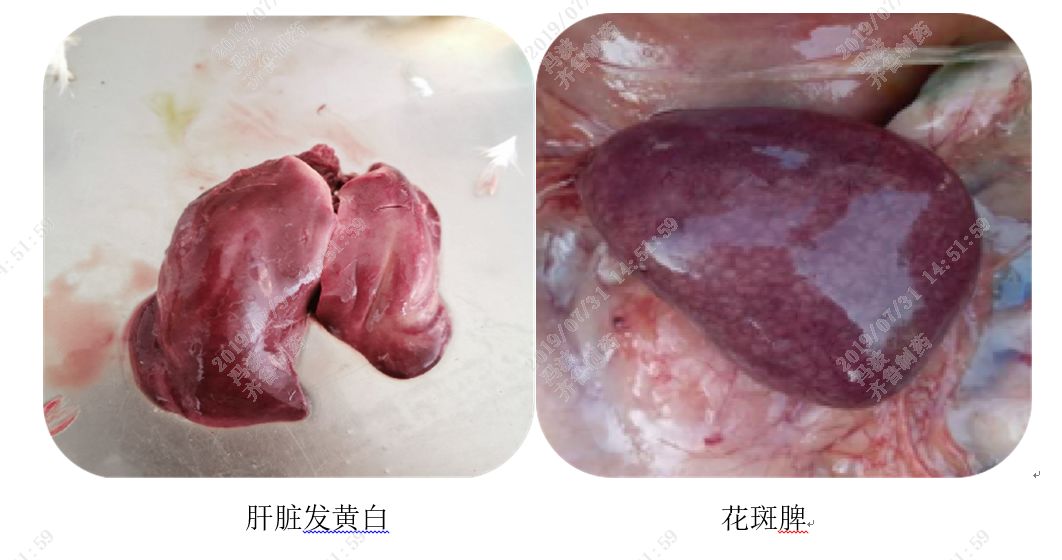 近期商品肉鸭感染鸭黄病毒病的特点及防控措施