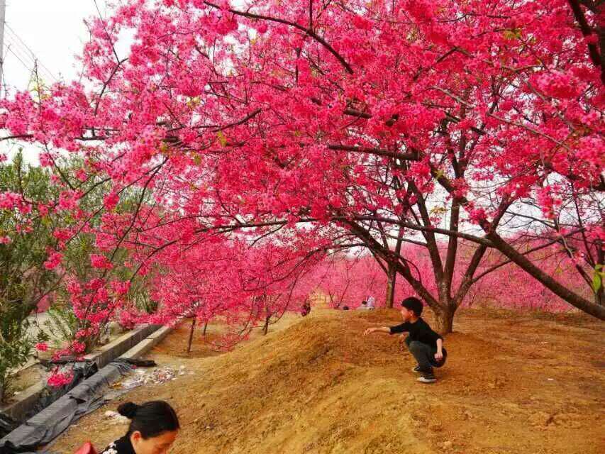 红色樱花中花期最早的品种——台湾钟樱