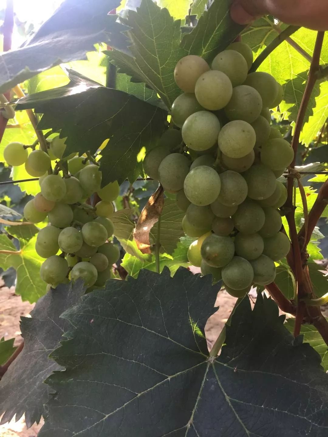 新乡特产张门葡萄万德隆产地直采尝鲜价10元3斤