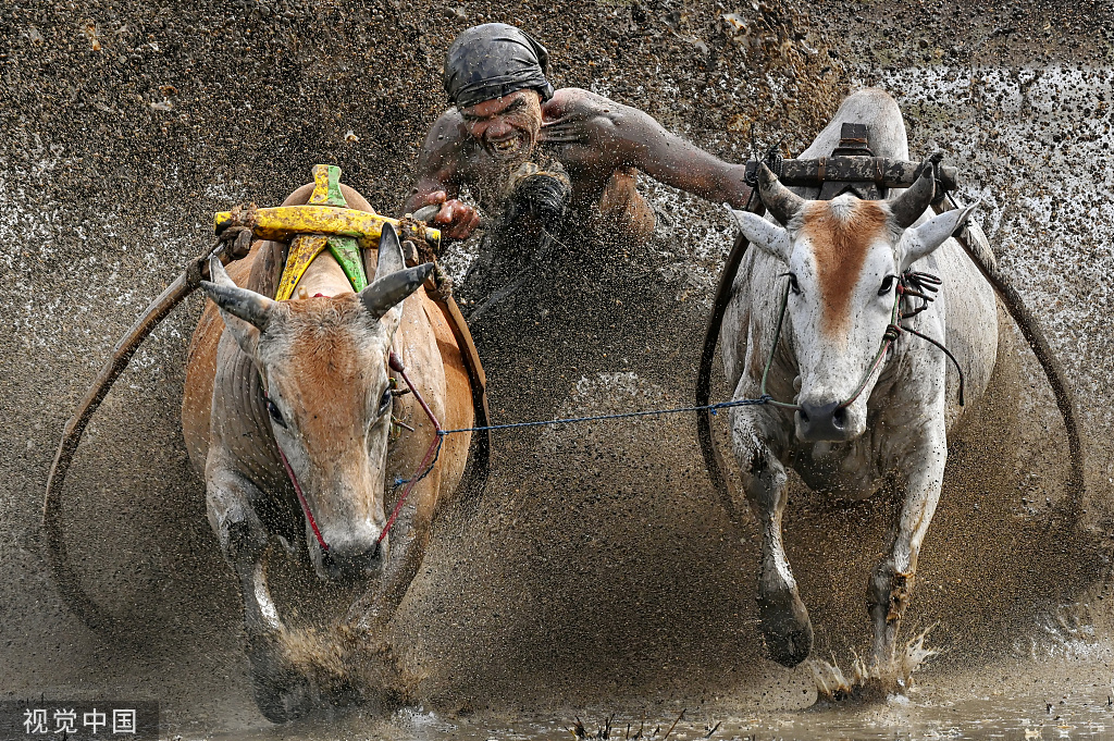 印尼举办传统奔牛比赛 参赛者拽牛尾巴稻田狂奔