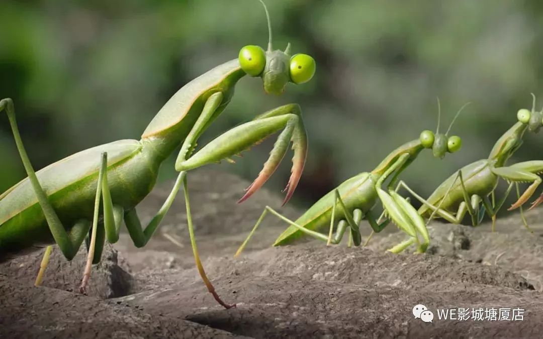 周迅《保持沉默》跳檔三年,弒母案背後的真相,引人深思_昆蟲